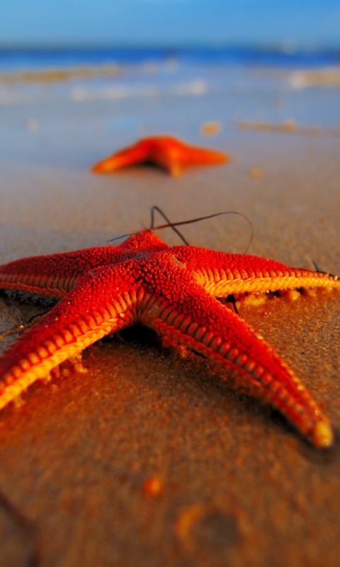 Das Seastar Wallpaper 480x800