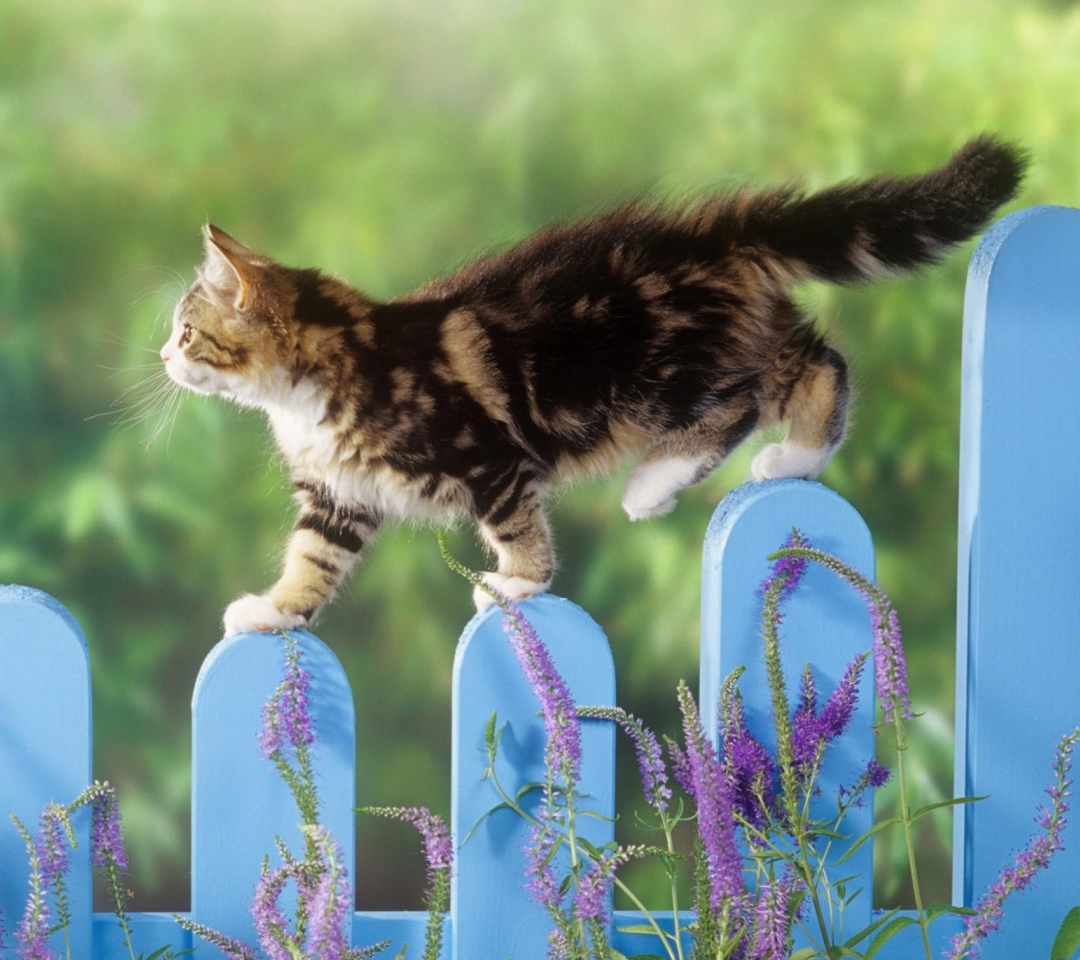 Das Smart Cute Cat Wallpaper 1080x960