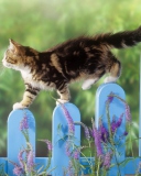 Das Smart Cute Cat Wallpaper 128x160