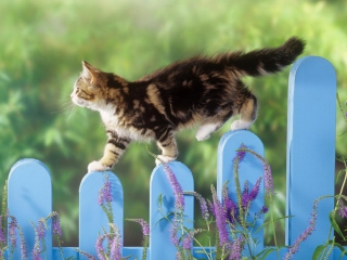 Smart Cute Cat wallpaper 320x240