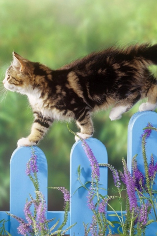 Das Smart Cute Cat Wallpaper 320x480