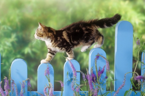 Das Smart Cute Cat Wallpaper 480x320