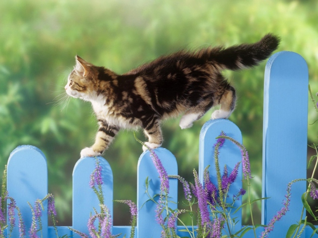 Das Smart Cute Cat Wallpaper 640x480