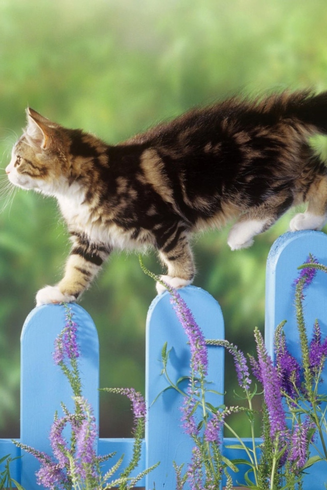 Das Smart Cute Cat Wallpaper 640x960