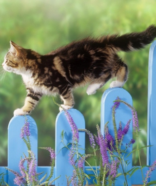 Kostenloses Smart Cute Cat Wallpaper für Nokia C2-03