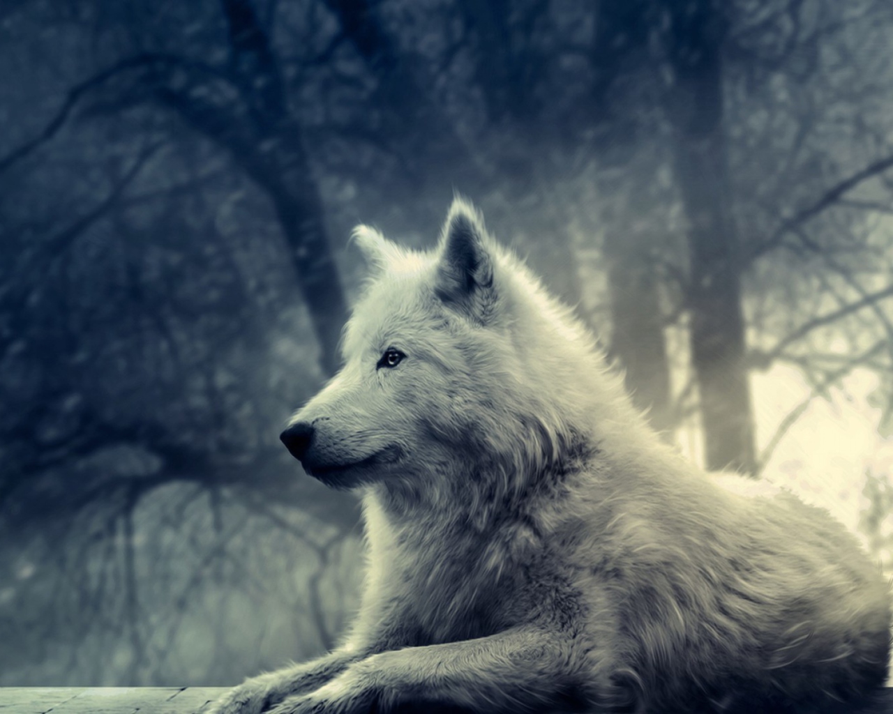 Обои Night Wolf 1280x1024