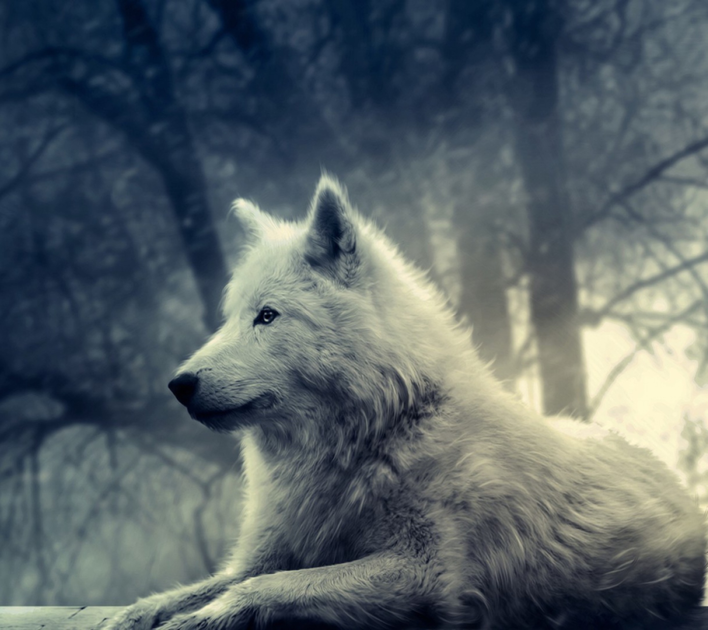 Fondo de pantalla Night Wolf 1440x1280
