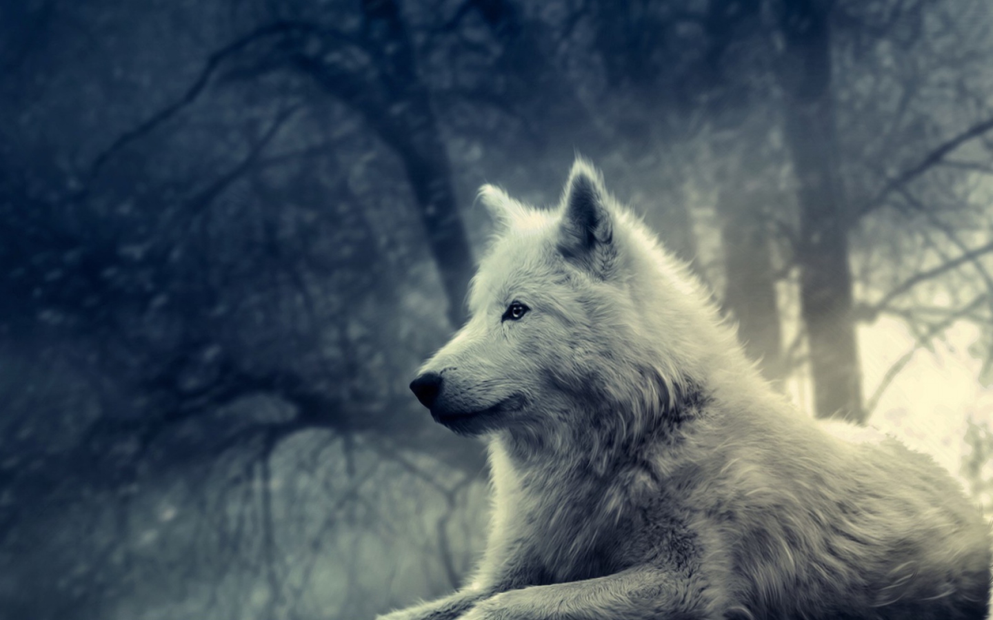 Night Wolf wallpaper 1440x900