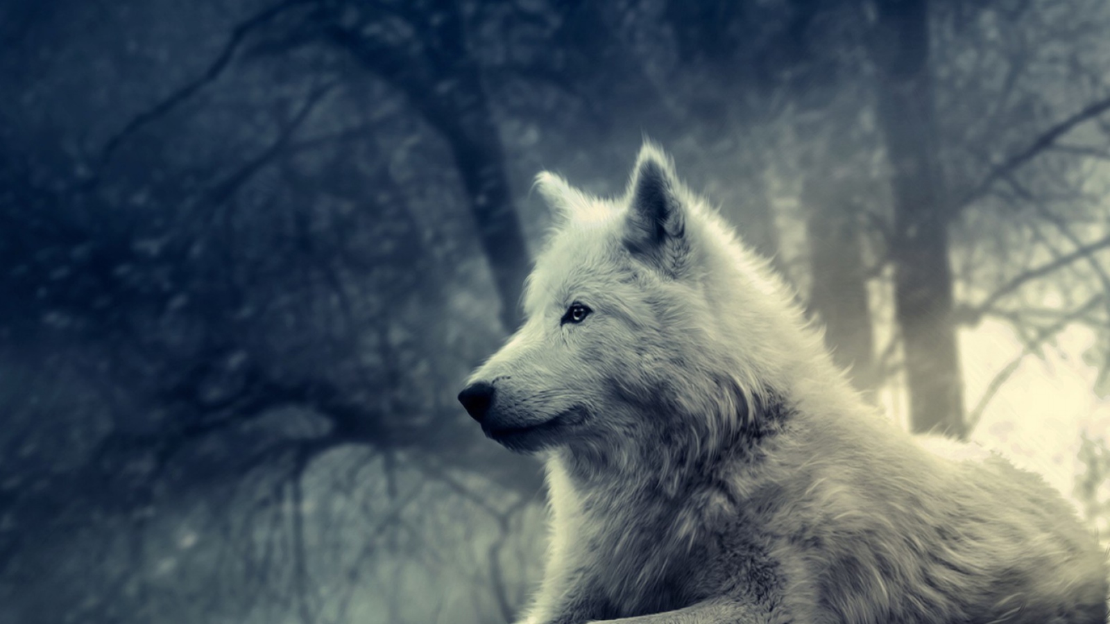 Night Wolf screenshot #1 1600x900
