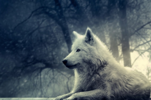 Night Wolf screenshot #1 480x320