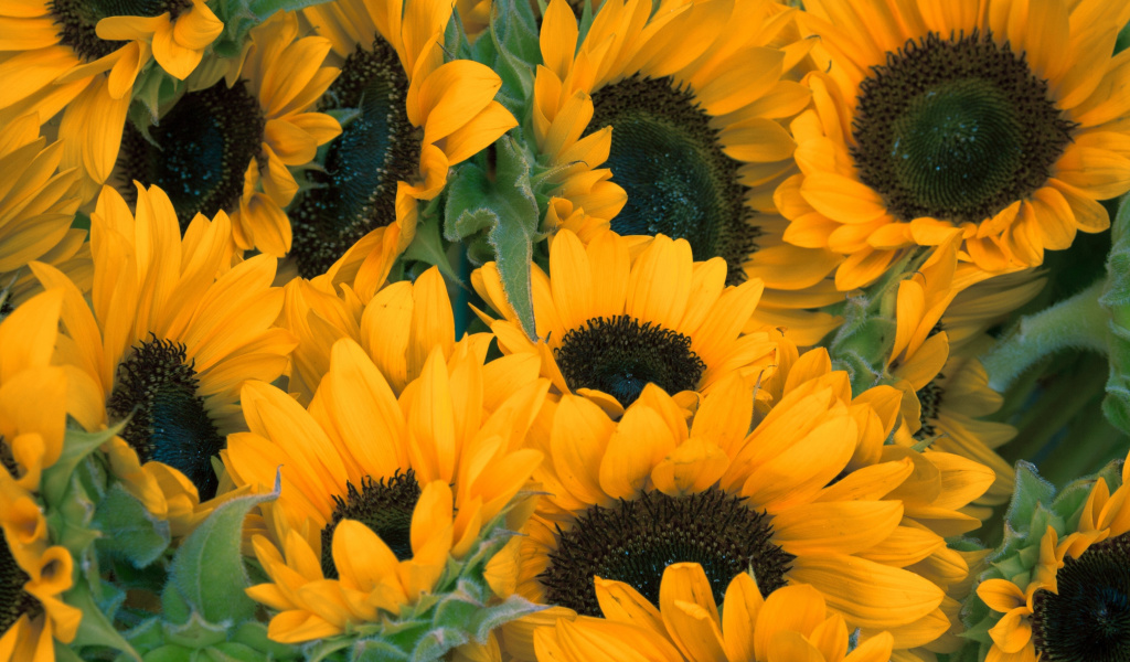 Sunflowers wallpaper 1024x600