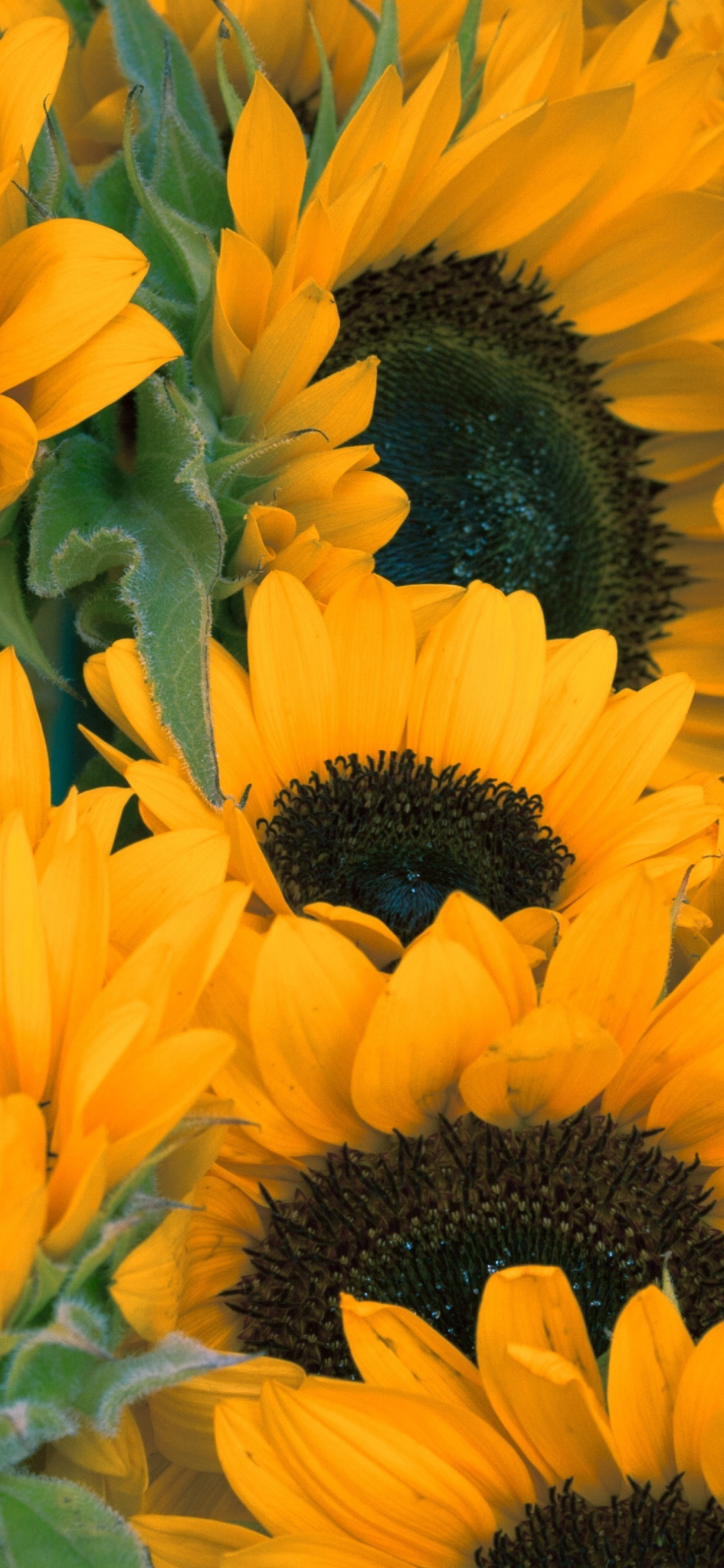 Обои Sunflowers 1170x2532