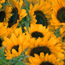 Screenshot №1 pro téma Sunflowers 128x128