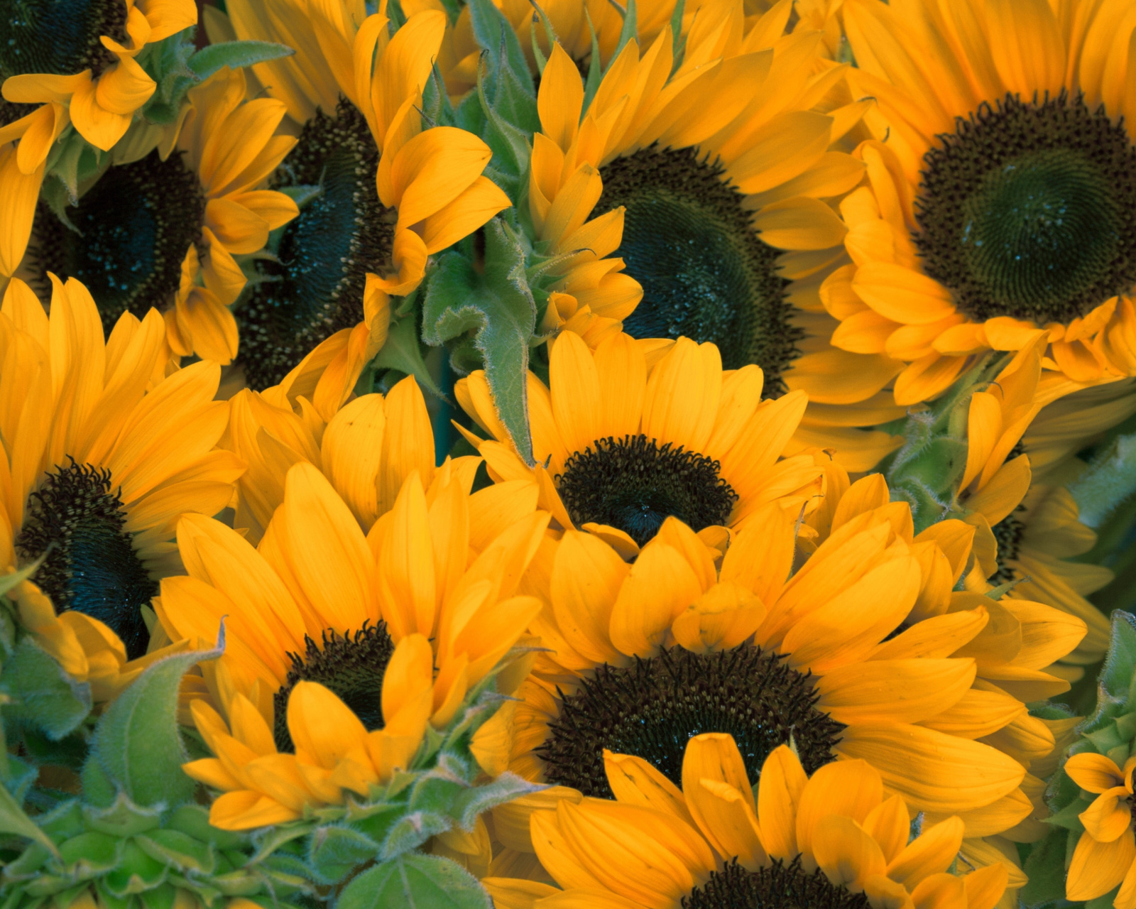 Обои Sunflowers 1600x1280
