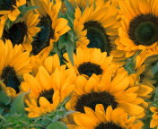 Обои Sunflowers 176x144