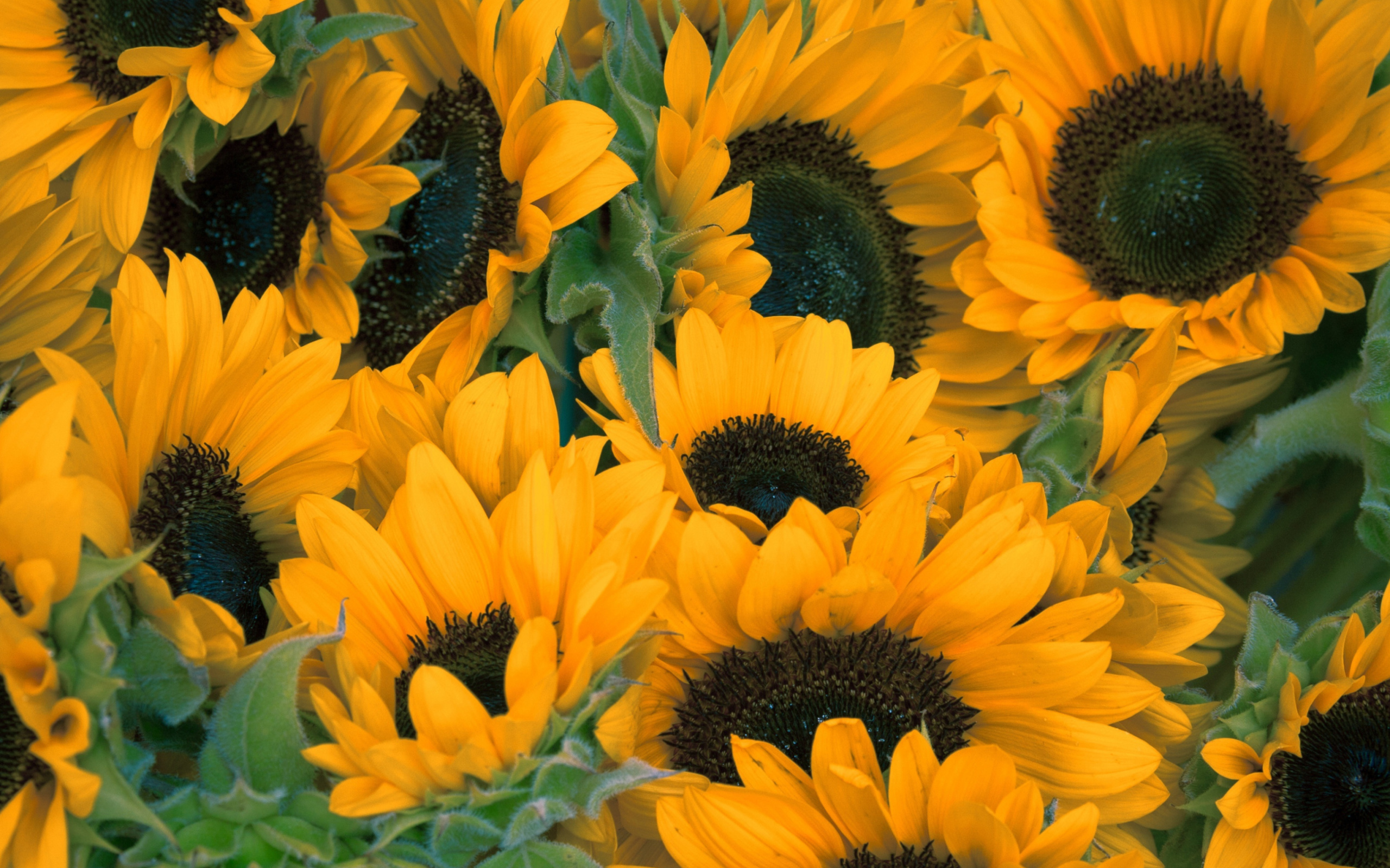 Screenshot №1 pro téma Sunflowers 2560x1600