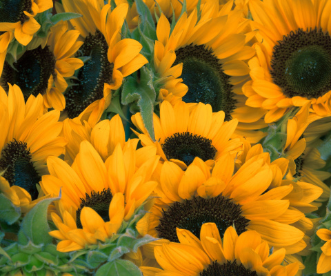 Обои Sunflowers 480x400