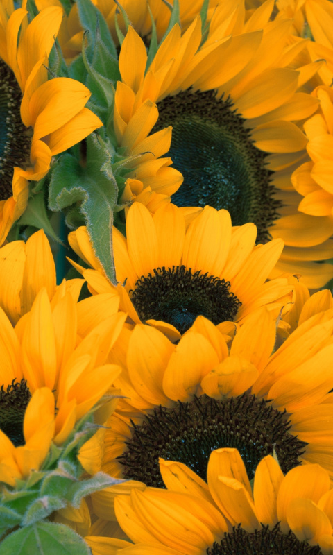 Обои Sunflowers 480x800