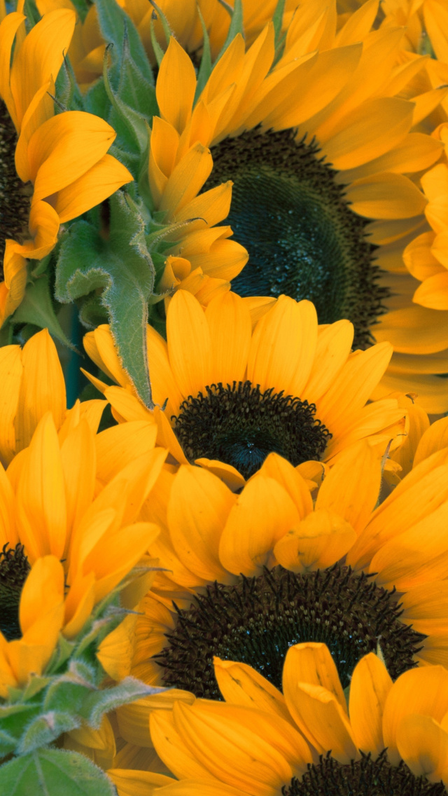 Fondo de pantalla Sunflowers 640x1136