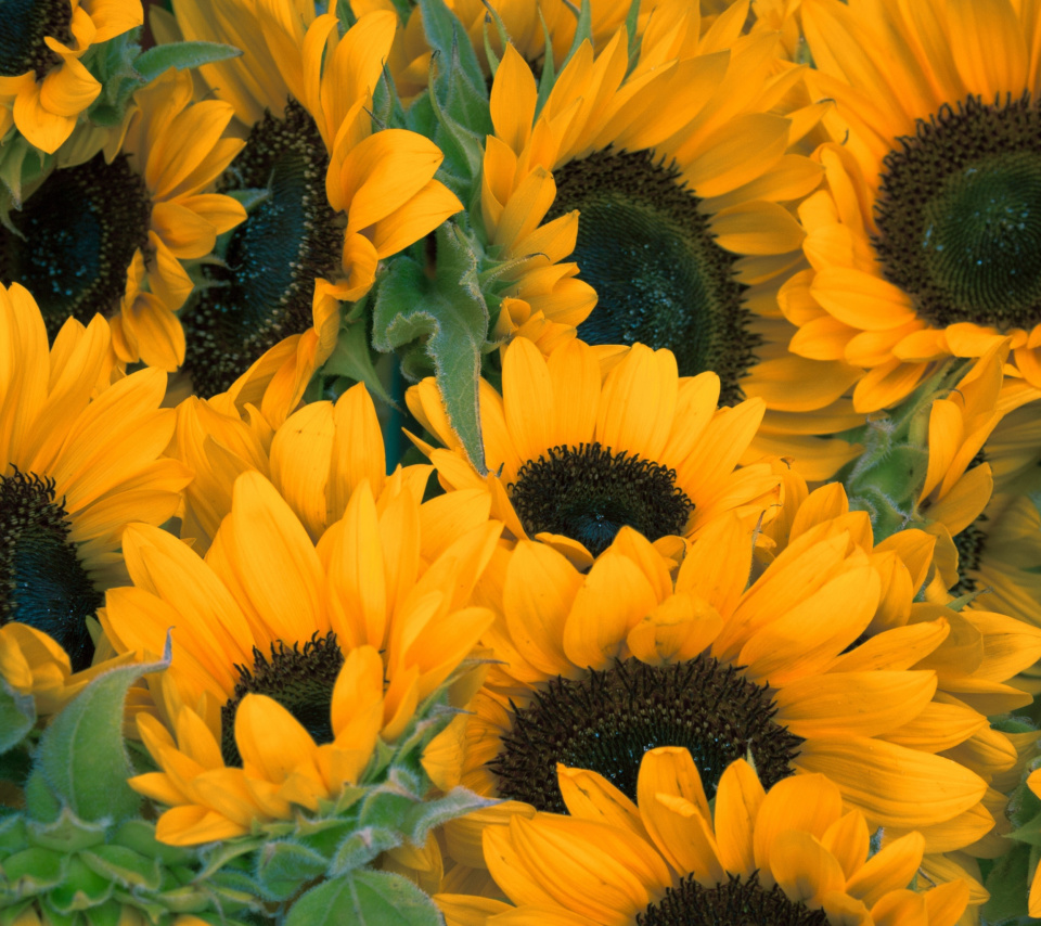 Das Sunflowers Wallpaper 960x854