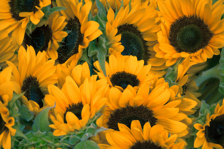 Обои Sunflowers