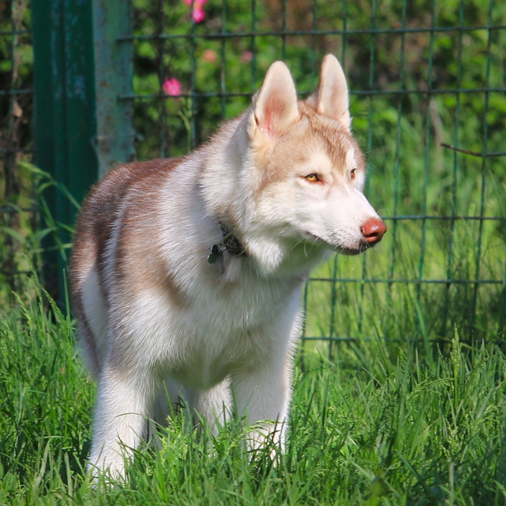 Fondo de pantalla Brown Husky 1024x1024