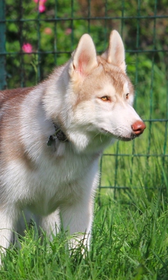 Fondo de pantalla Brown Husky 240x400