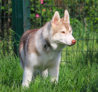 Brown Husky papel de parede para celular para 1024x1024