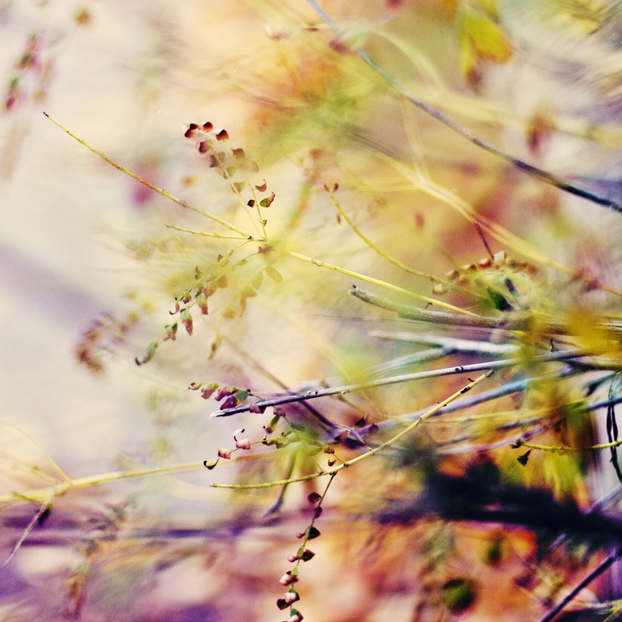 Лиричный фон. Размытый пейзаж. Природа в пастельных тонах. Осень абстракция. Осень в пастельных тонах.