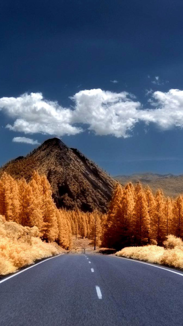 Autumn Road wallpaper 360x640