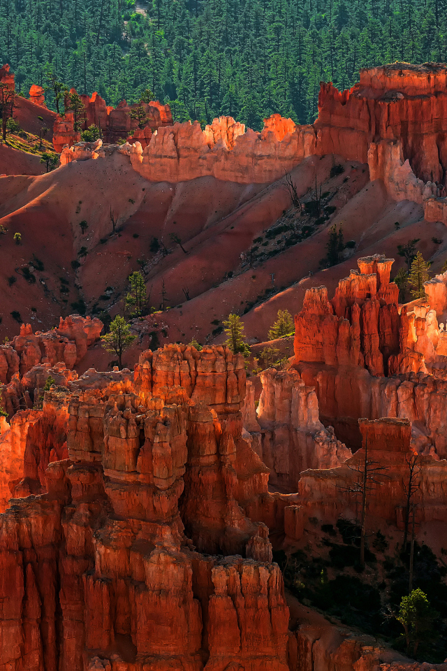 Das Bryce Canyon National Park In Utah Wallpaper 640x960