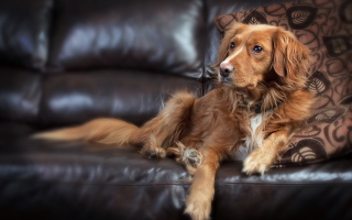 Posh Dog Picture for Android, iPhone and iPad