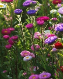 Wild Flowers wallpaper 128x160