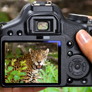 Jungle Spotting sfondi gratuiti per iPad mini