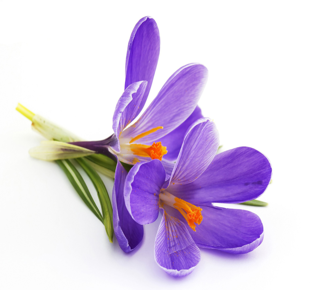Sfondi Spring Blooming Crocus 1080x960