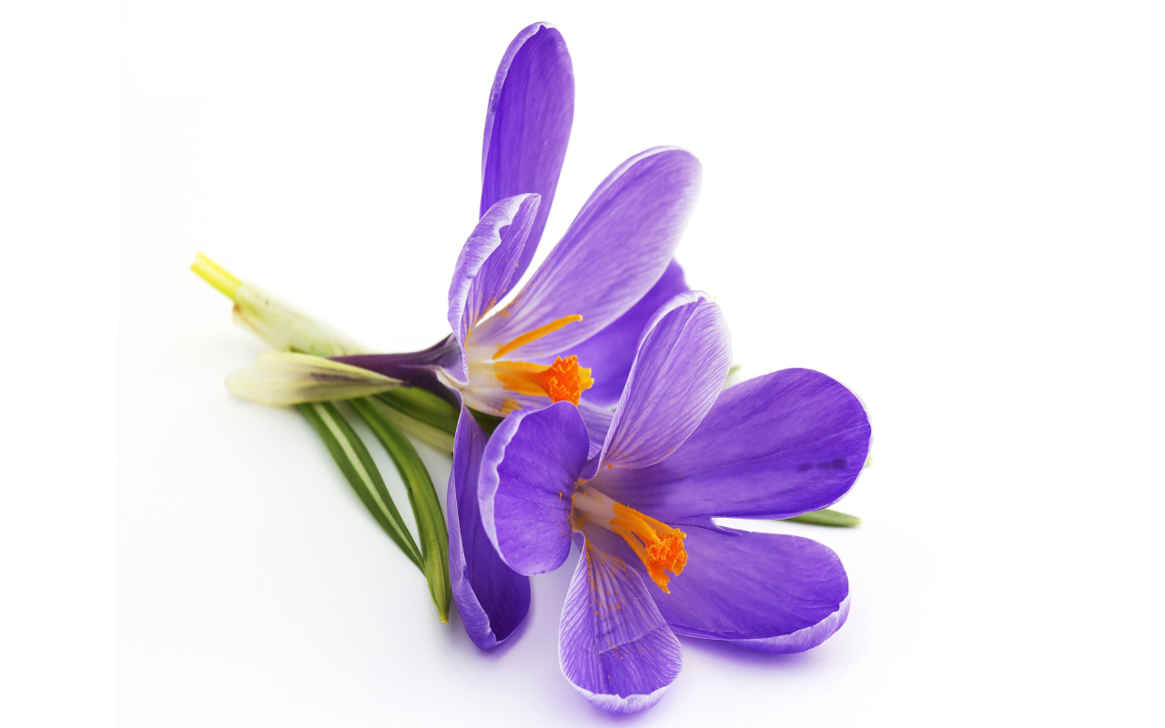 Fondo de pantalla Spring Blooming Crocus 1280x800