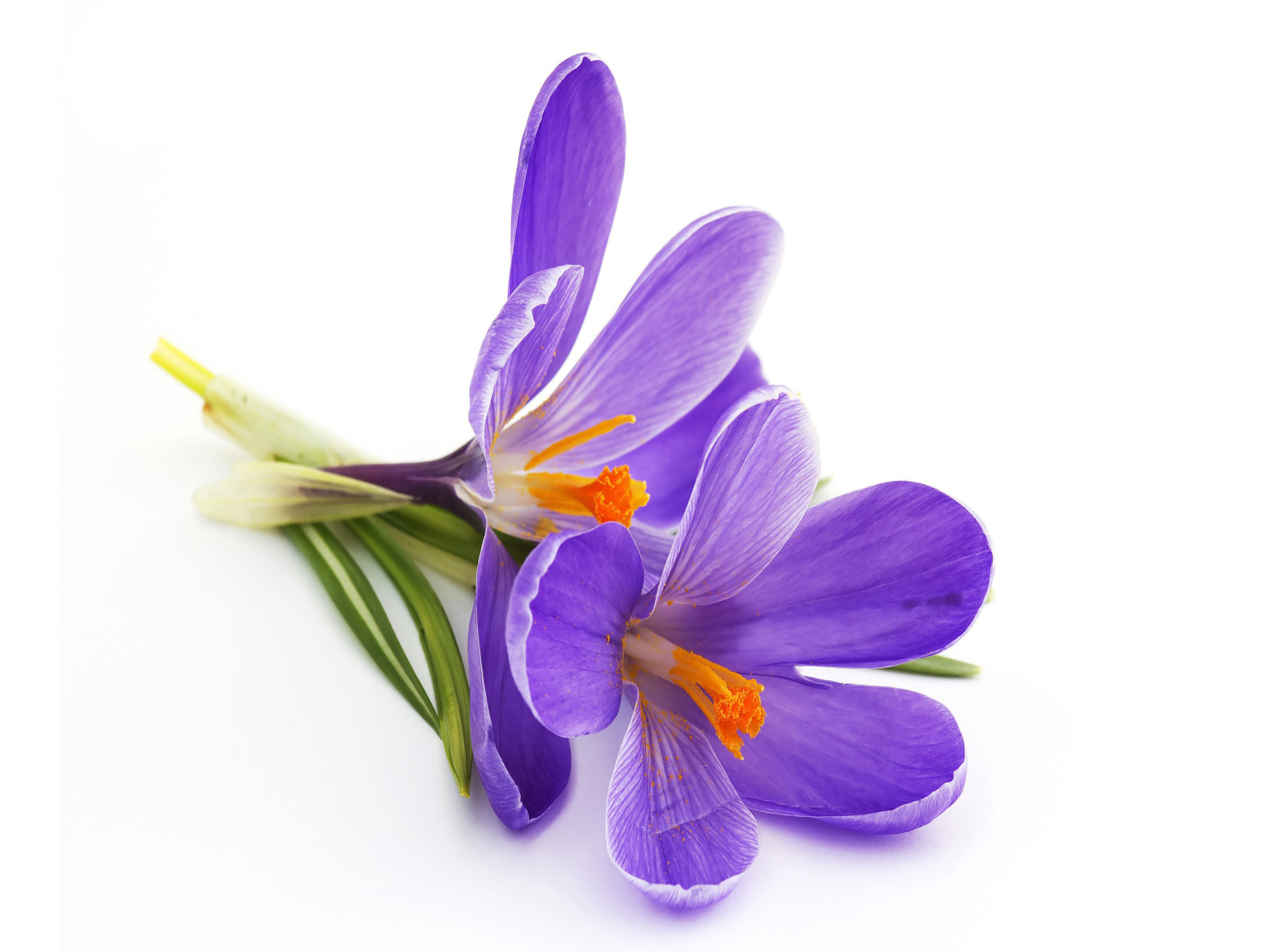Fondo de pantalla Spring Blooming Crocus 1280x960