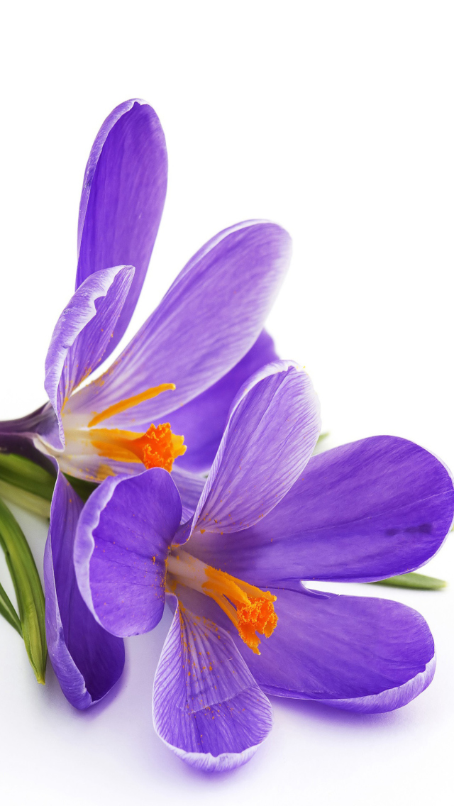Spring Blooming Crocus wallpaper 640x1136