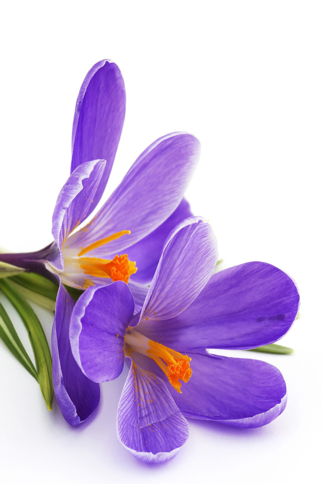 Обои Spring Blooming Crocus 640x960