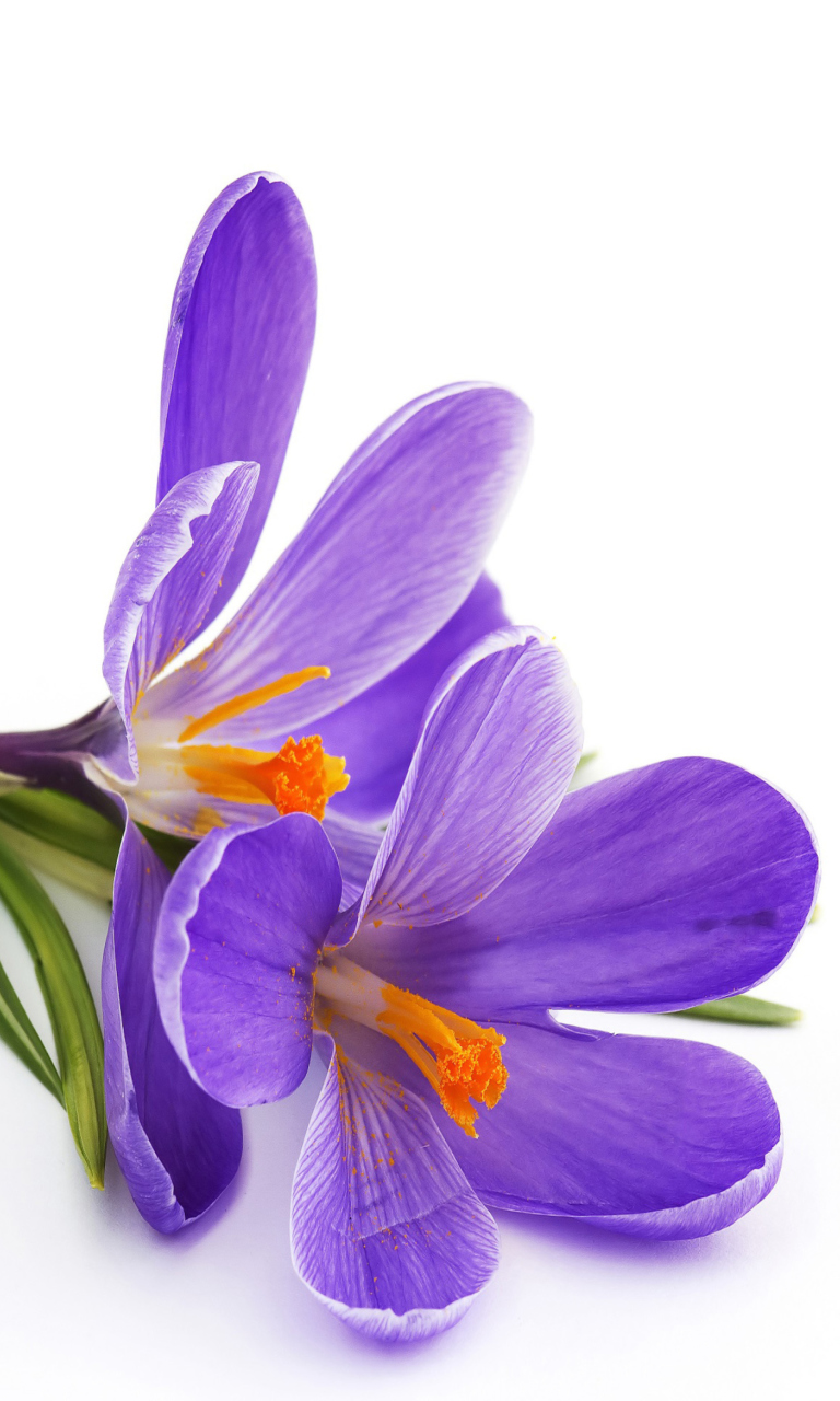 Spring Blooming Crocus wallpaper 768x1280