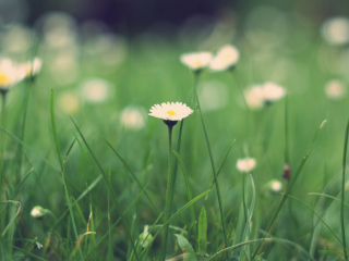 Small Daisies wallpaper 320x240