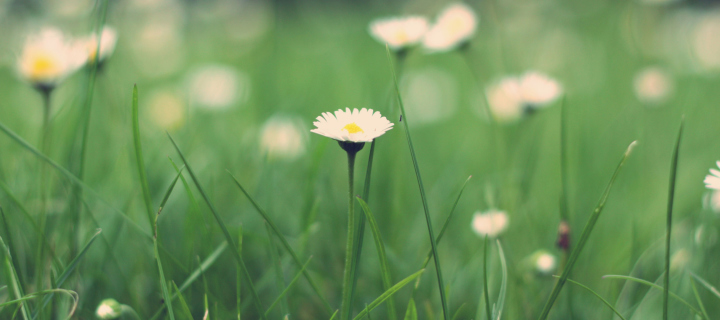 Small Daisies wallpaper 720x320