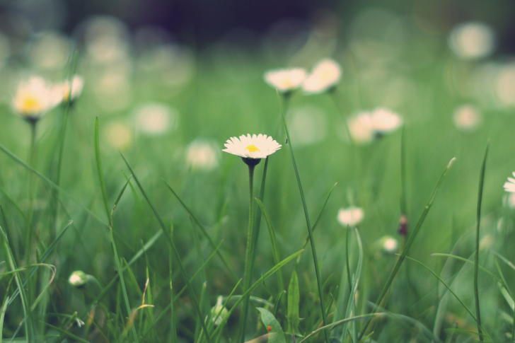 Small Daisies wallpaper