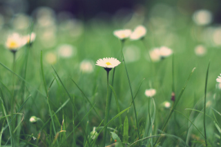 Small Daisies Background for Android, iPhone and iPad