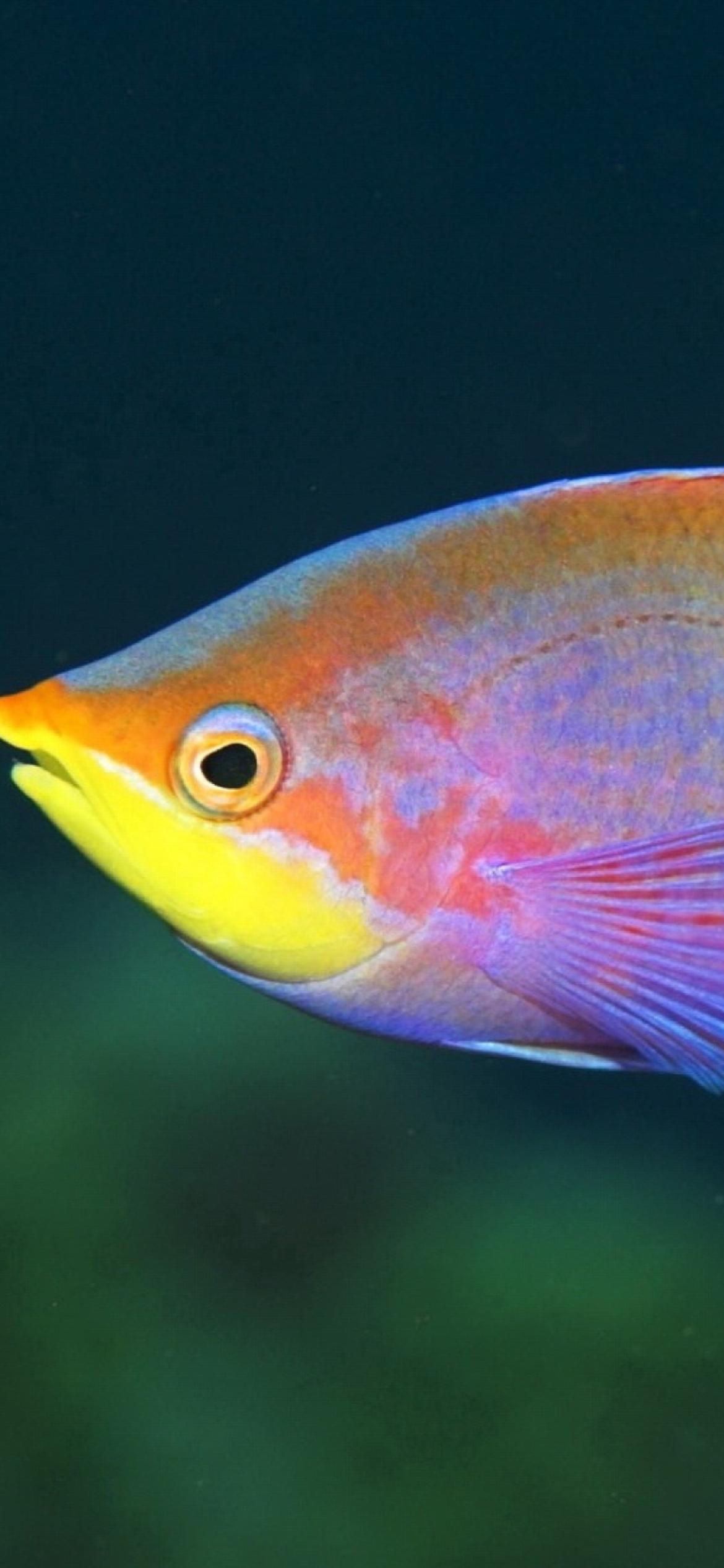 Обои Rainbow Fish 1170x2532