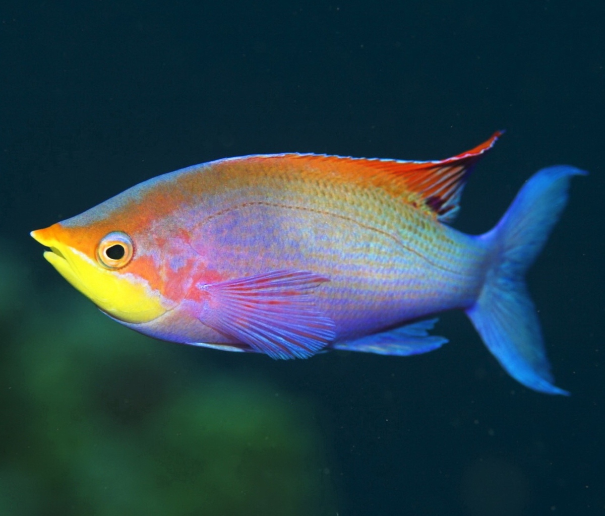 Обои Rainbow Fish 1200x1024