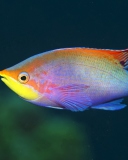 Sfondi Rainbow Fish 128x160