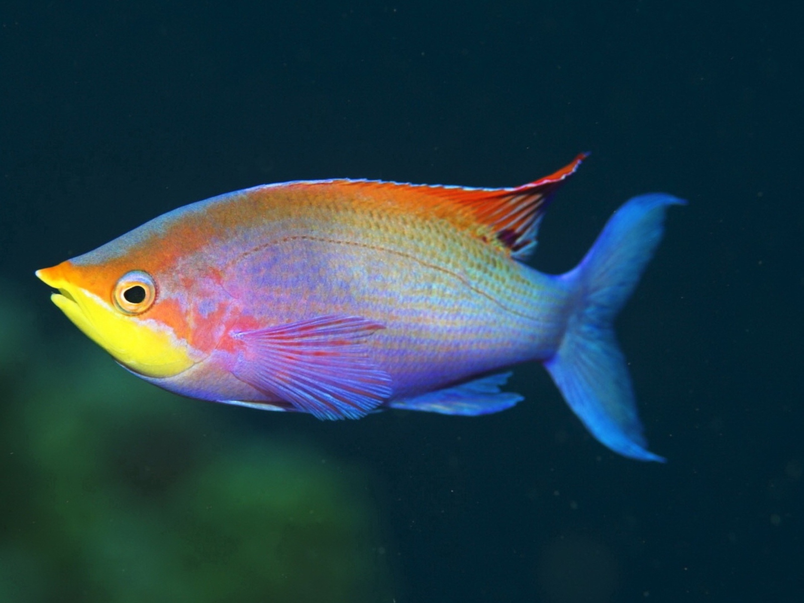 Обои Rainbow Fish 1600x1200