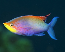 Screenshot №1 pro téma Rainbow Fish 220x176