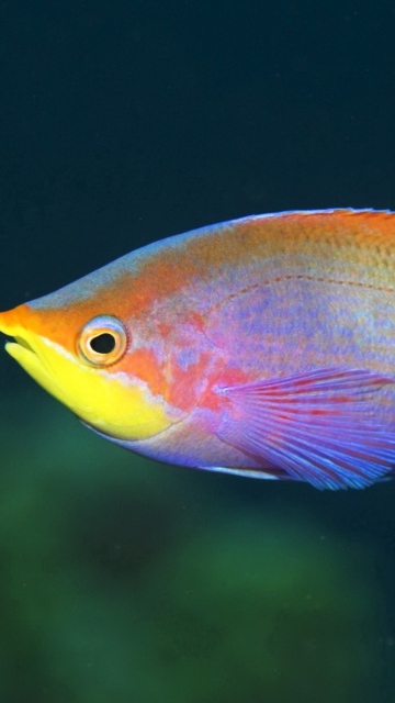 Fondo de pantalla Rainbow Fish 360x640